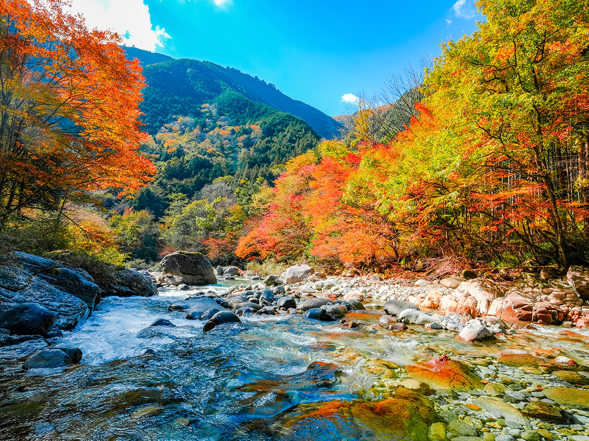 秋の花と紅葉を楽しむ ドライブコース ホテル木曽路 癒しの温泉宿 旅館 公式 大江戸温泉物語グループ