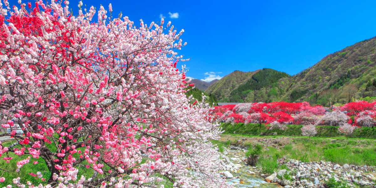 22年のお花見スポットまとめ 春を感じる絶景を満喫しよう ホテル木曽路 癒しの温泉宿 旅館 公式 大江戸温泉物語グループ