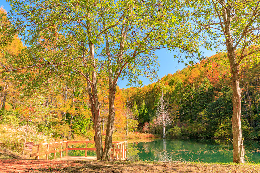 この秋に絶対行きたい おすすめの紅葉スポット特集 ホテル木曽路 癒しの温泉旅館 公式 大江戸温泉物語グループ